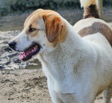 REX, Hund, Mischlingshund in Griechenland - Bild 45