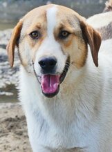 REX, Hund, Mischlingshund in Griechenland - Bild 46