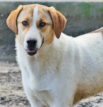 REX, Hund, Mischlingshund in Griechenland - Bild 47
