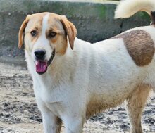 REX, Hund, Mischlingshund in Griechenland - Bild 48