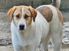 REX, Hund, Mischlingshund in Griechenland - Bild 49