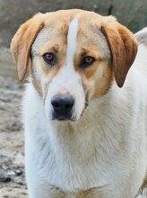 REX, Hund, Mischlingshund in Griechenland - Bild 50
