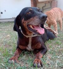 BRUNETTA, Hund, Mischlingshund in Italien