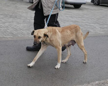 RABEA, Hund, Mischlingshund in Bulgarien - Bild 1