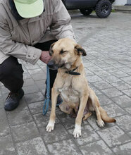 RABEA, Hund, Mischlingshund in Bulgarien - Bild 10