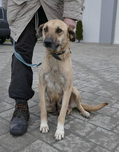 RABEA, Hund, Mischlingshund in Bulgarien - Bild 11