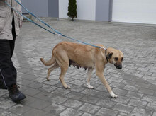 RABEA, Hund, Mischlingshund in Bulgarien - Bild 12