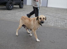 RABEA, Hund, Mischlingshund in Bulgarien - Bild 13