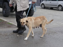 RABEA, Hund, Mischlingshund in Bulgarien - Bild 2