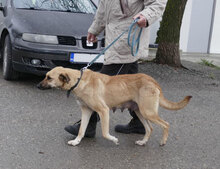 RABEA, Hund, Mischlingshund in Bulgarien - Bild 3