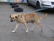 RABEA, Hund, Mischlingshund in Bulgarien - Bild 4