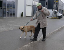 RABEA, Hund, Mischlingshund in Bulgarien - Bild 5