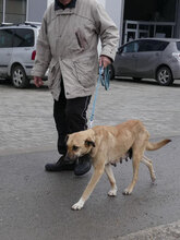 RABEA, Hund, Mischlingshund in Bulgarien - Bild 6