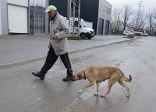 RABEA, Hund, Mischlingshund in Bulgarien - Bild 7