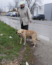 RABEA, Hund, Mischlingshund in Bulgarien - Bild 8