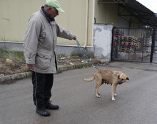 RABEA, Hund, Mischlingshund in Bulgarien - Bild 9