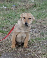 KEANU, Hund, Mischlingshund in Bulgarien - Bild 1