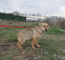 KEANU, Hund, Mischlingshund in Bulgarien - Bild 2