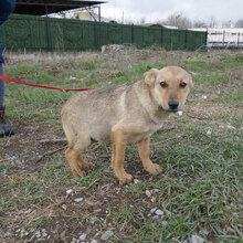 KEANU, Hund, Mischlingshund in Bulgarien - Bild 3