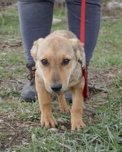 KEANU, Hund, Mischlingshund in Bulgarien - Bild 4