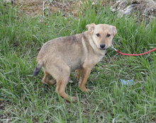 KEANU, Hund, Mischlingshund in Bulgarien - Bild 6