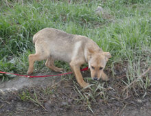 KEANU, Hund, Mischlingshund in Bulgarien - Bild 7