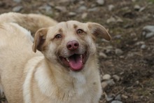 COOPER, Hund, Mischlingshund in Rumänien