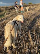 ELVIRA, Hund, Maremmano-Mix in Italien - Bild 10