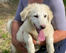 ELVIRA, Hund, Maremmano-Mix in Italien - Bild 18