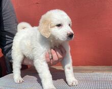 ELVIRA, Hund, Maremmano-Mix in Italien - Bild 20