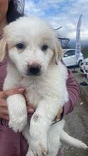 ELVIRA, Hund, Maremmano-Mix in Italien - Bild 21