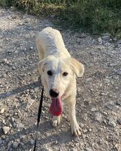 ELVIRA, Hund, Maremmano-Mix in Italien - Bild 5