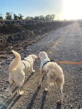 ELVIRA, Hund, Maremmano-Mix in Italien - Bild 9