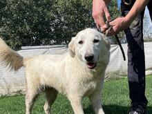 ELKE, Hund, Maremmano-Mix in Italien