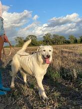 ELKE, Hund, Maremmano-Mix in Italien - Bild 10