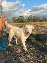 ELKE, Hund, Maremmano-Mix in Italien - Bild 12