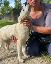 ELKE, Hund, Maremmano-Mix in Italien - Bild 16