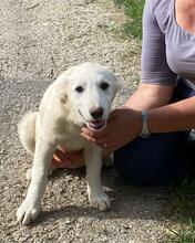 ELKE, Hund, Maremmano-Mix in Italien - Bild 18