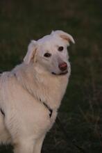 ELKE, Hund, Maremmano-Mix in Italien - Bild 2