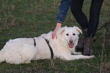 ELKE, Hund, Maremmano-Mix in Italien - Bild 3