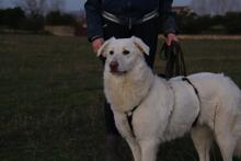 ELKE, Hund, Maremmano-Mix in Italien - Bild 4