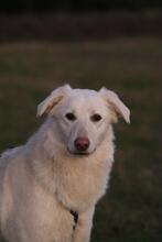 ELKE, Hund, Maremmano-Mix in Italien - Bild 6