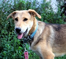 SAMMY, Hund, Mischlingshund in Rumänien