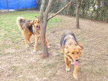 SOLO, Hund, Mischlingshund in Rumänien