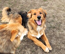 SPIKE, Hund, Mischlingshund in Rumänien