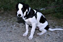 LUCKY, Hund, Mischlingshund in Italien