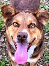 REXII, Hund, Mischlingshund in Rumänien