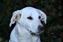 CIRO, Hund, Mischlingshund in Italien