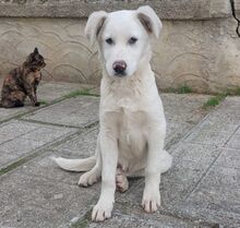 JACK, Hund, Mischlingshund in Italien