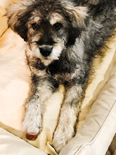 CASPER, Hund, Mischlingshund in Rumänien
